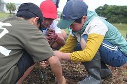 R８悪石島学園職員-芋植え080513-77812251987.jpg
