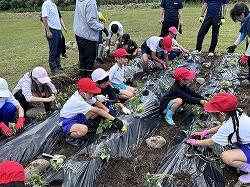 R８悪石島学園職員-芋植え080513-77826288822.jpg