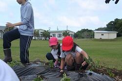 R８悪石島学園職員-芋植え080513-77812252007.jpg