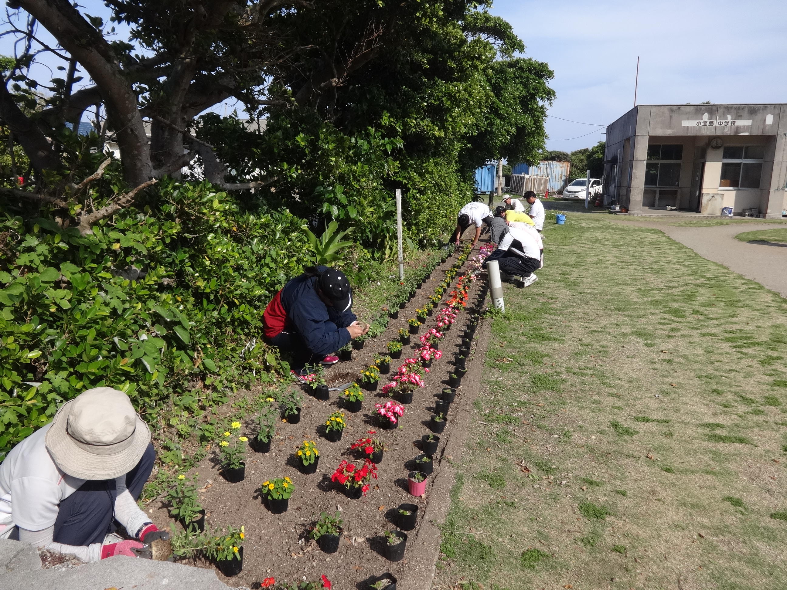 花壇の花植え 小宝島小中学校
