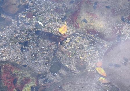水中の小さな生物を調べよう ４月１９日 口之島小中学校