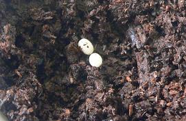 カブトムシの卵.JPG