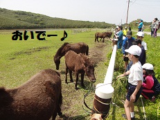 一日遠足2015 トカラ馬.jpg