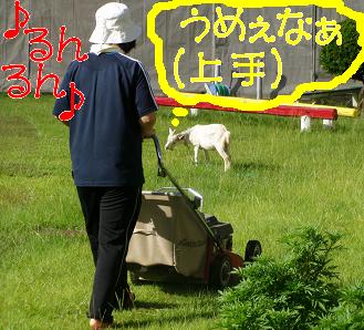 恩返し.JPG