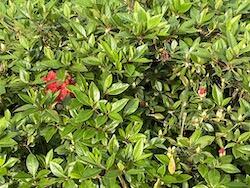 D3654B99-E145-4FAF-9E35-DBD107325158_1_102_o.jpeg